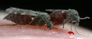 Нет см   Крошечные мухи, точнее говоря, кусающие мошки, оказываются одними из самых раздражающих вредителей, которых можно только представить