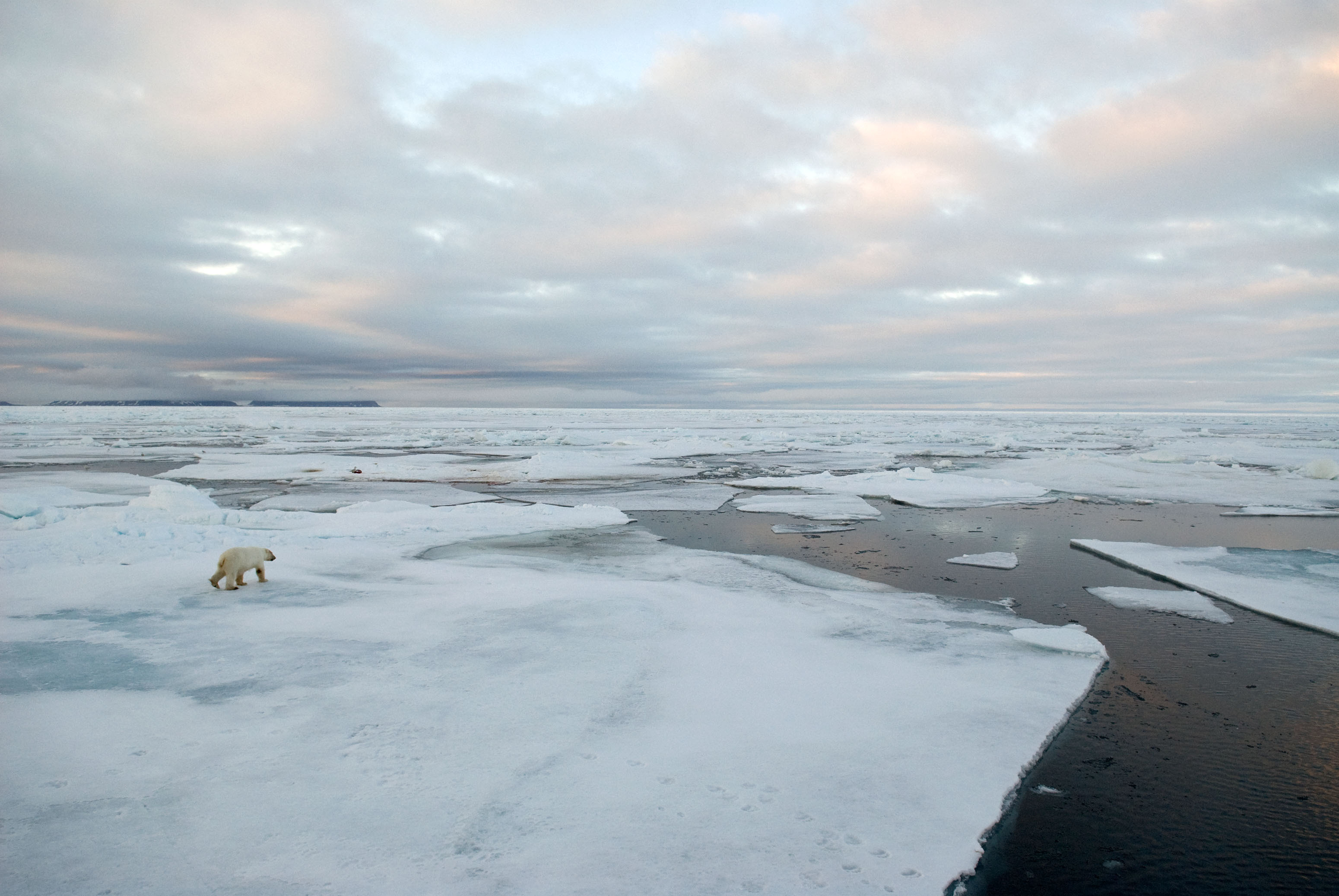 Например, косатка когда-то была редкой достопримечательностью в канадской Арктике, но   сейчас обычно наблюдается   ,