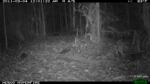 Можете ли вы увидеть полосатого кролика Суматры на этой фотографии с камеры