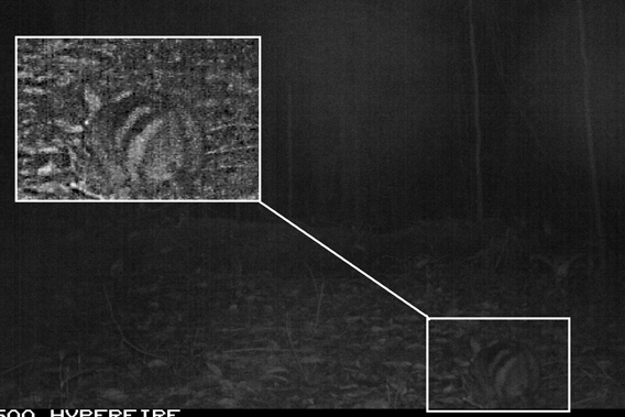 Второй суматранский полосатый кролик попался на камеру Маккарти